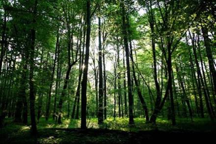 Sustainable management of forests can play a major role in combating climate change.
