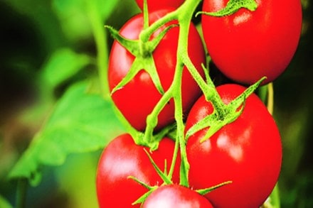 kaveri seeds kaveri seeds