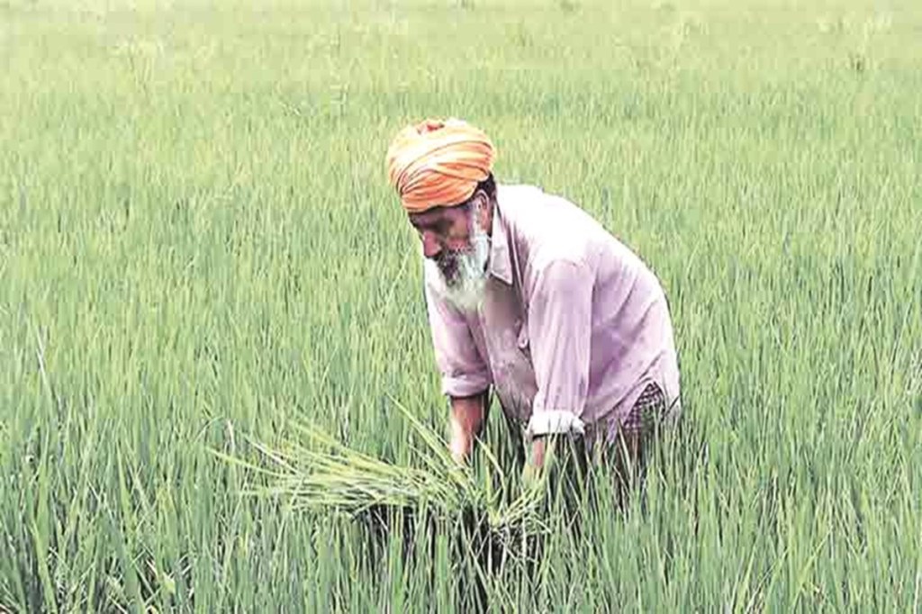 The first estimate of the country's overall foodgrain production for this Kharif season will be released around September 15, he added. The first estimate of the country's overall foodgrain production for this Kharif season will be released around September 15, he added.