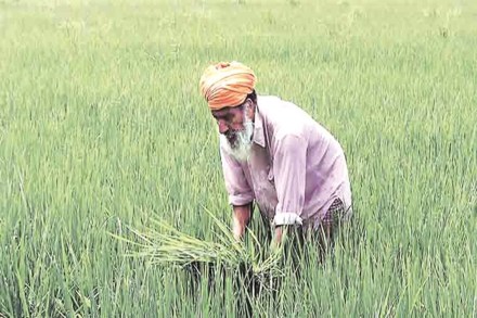The first estimate of the country's overall foodgrain production for this Kharif season will be released around September 15, he added. The first estimate of the country's overall foodgrain production for this Kharif season will be released around September 15, he added.
