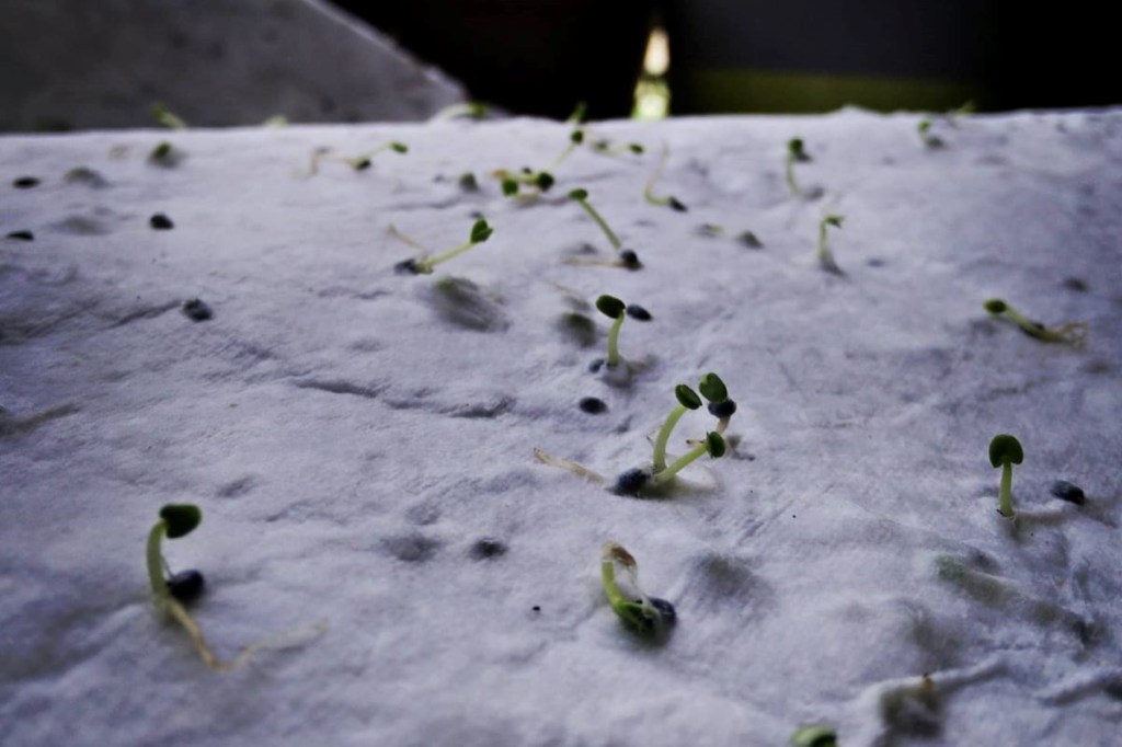 A cooler way to explain this is that you can grow plants from seed embedded paper! (Image: 21Fools)