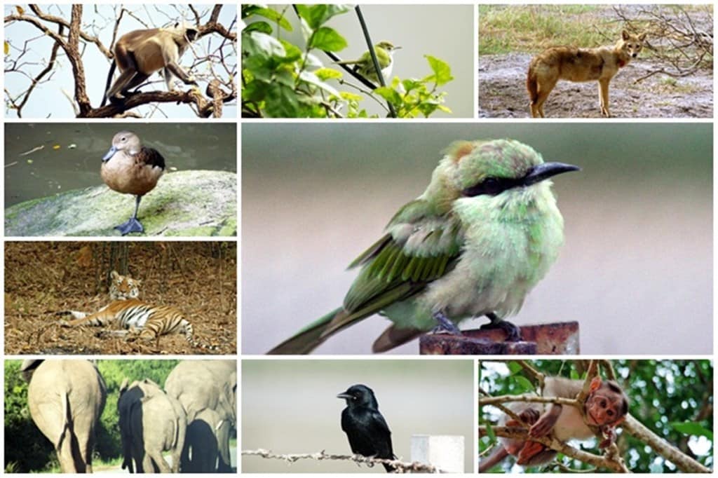 wildlife