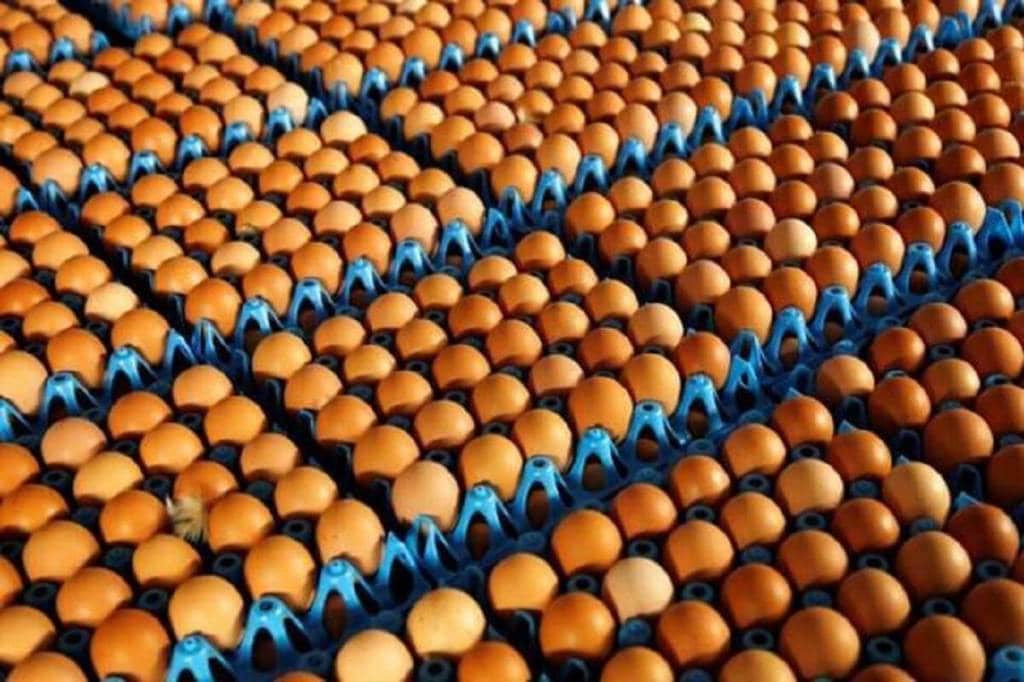 Revival in chicken and egg prices to benefit poultry feed and poultry business: Prices of chicken and egg had declined post outbreak of bird flu in Q4FY21.