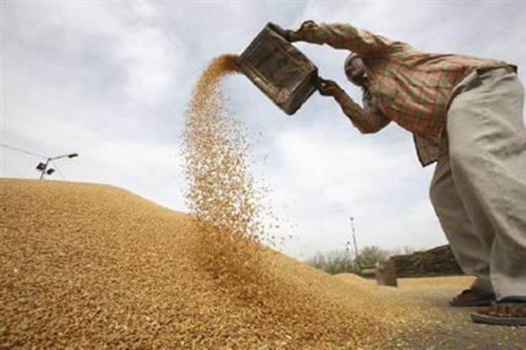 Wheat is a major rabi (winter-sown) crop. Harvesting starts from end of March but picks up pace from April. Wheat is procured at minimum support price (MSP).