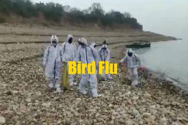 bird flu