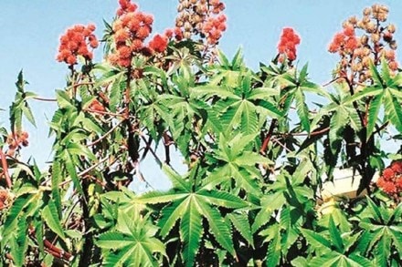 The acreage is reported to have declined in major producing districts of Gujarat and Rajasthan. The acreage is reported to have declined in major producing districts of Gujarat and Rajasthan.