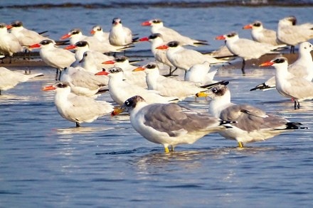 Aves has embarked on another journey — this time to educate society about the well-being of human beings and the earth. Aves has embarked on another journey — this time to educate society about the well-being of human beings and the earth.