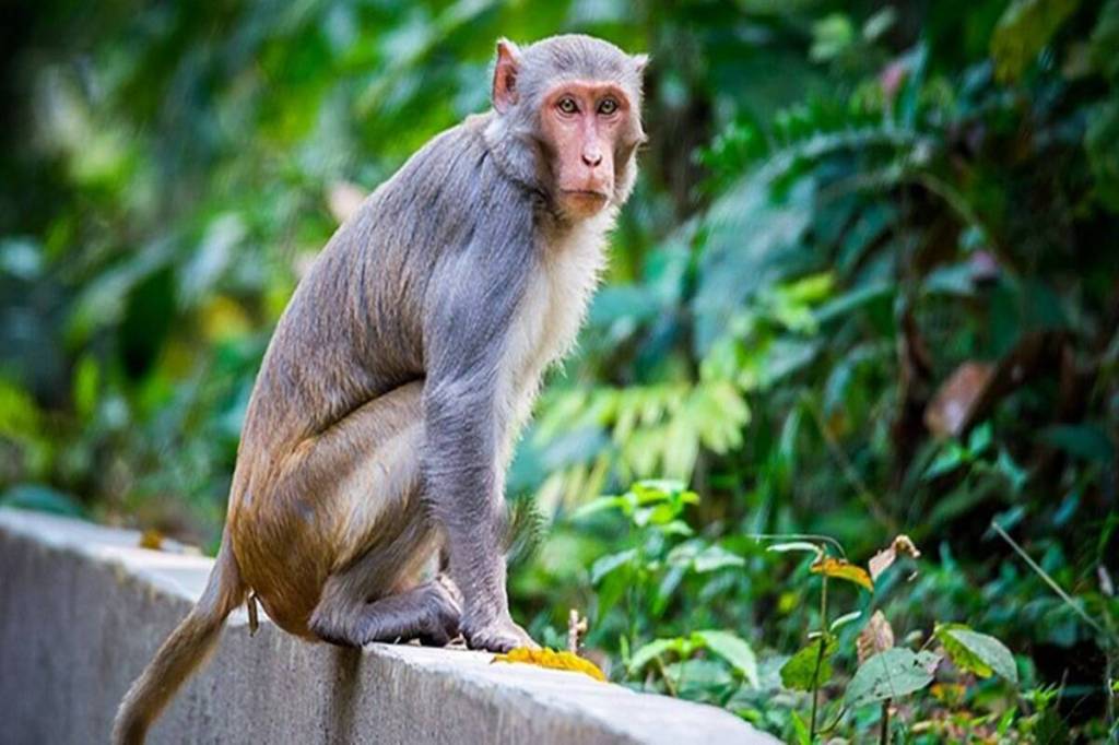 Haryana Wildlife Census 2021 commenced in the state on April 12 this month and it will be conducted in multiple phases. (Representative image)