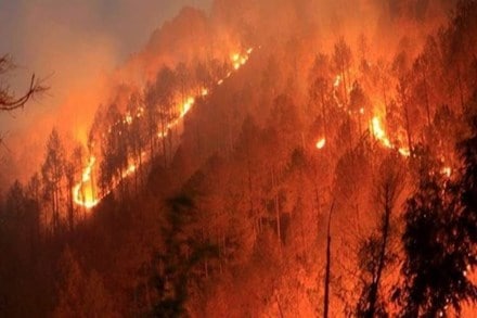 The Simlipal National Park in Odisha and Bandhavgarh Forest Reserve in Madhya Pradesh also saw major incidents of forest fire in recent months. (Representative image)