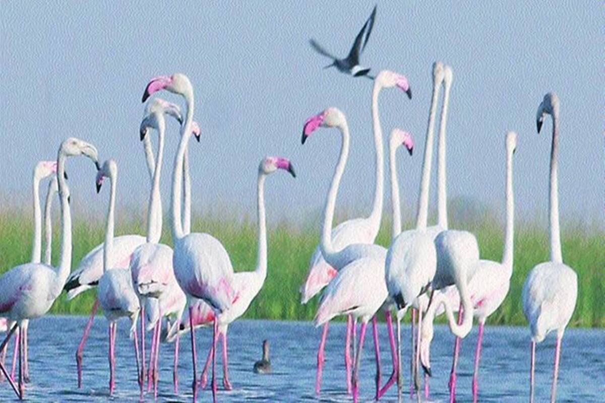 Channa further said that the increasing water level of some of the aquatic bird habitats was also one of the reasons for the decline in the bird population. (Representative image) Channa further said that the increasing water level of some of the aquatic bird habitats was also one of the reasons for the decline in the bird population. (Representative image)
