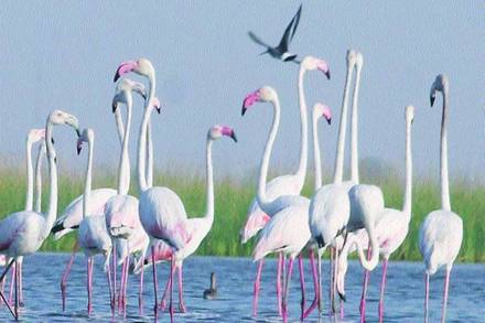 Channa further said that the increasing water level of some of the aquatic bird habitats was also one of the reasons for the decline in the bird population. (Representative image)