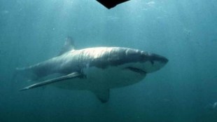 Looking for answers, scientists based at Florida State University decided to study bonnethead sharks a kind of hammerhead that lives on both American coasts and returns to the same estuaries every year.