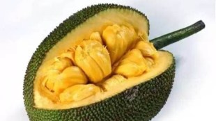 If this export is successful, the exporter may purchase five tonne of jackfruit from Tripura every week, Jamatia said.