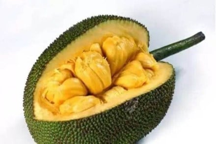 If this export is successful, the exporter may purchase five tonne of jackfruit from Tripura every week, Jamatia said.