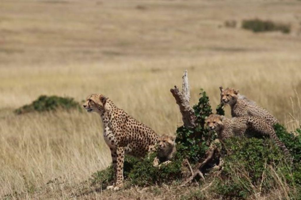 Cheetah is considered vulnerable under the International Union for Conservation of Nature's (IUCN) red list of threatened species.