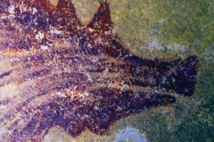 Not just that but a cave nearby also contains the oldest pictorial depiction of an animal in the world. (File image: Griffith University via IE)