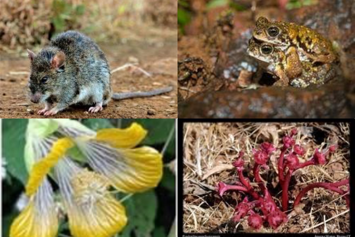 maharsahtra, biodiversity day, biodiversity parks, International Day for Biological Diversity 2021 , conservation reserves, biodiversity,