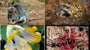 maharsahtra, biodiversity day, biodiversity parks, International Day for Biological Diversity 2021 , conservation reserves, biodiversity,