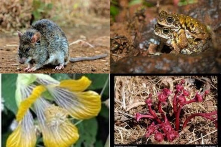 maharsahtra, biodiversity day, biodiversity parks, International Day for Biological Diversity 2021 , conservation reserves, biodiversity,