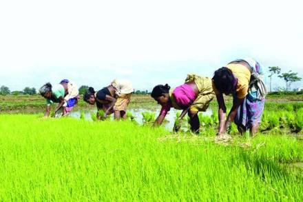 There are also loopholes in the system of supplying paddy to the mills, requiring checks, a district controller of food on the condition of anonymity said.