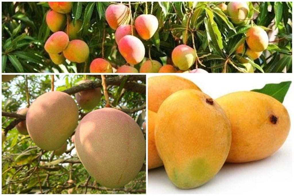 mangoes