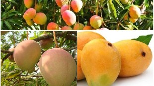 mangoes