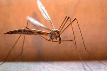 malaria, vaccine