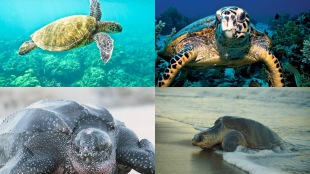 world turtle day, Green Sea turtle, Olive Ridley, Leatherback sea turtle, Hawksbill turtle sightings, local NGOs and communities turtles found in India