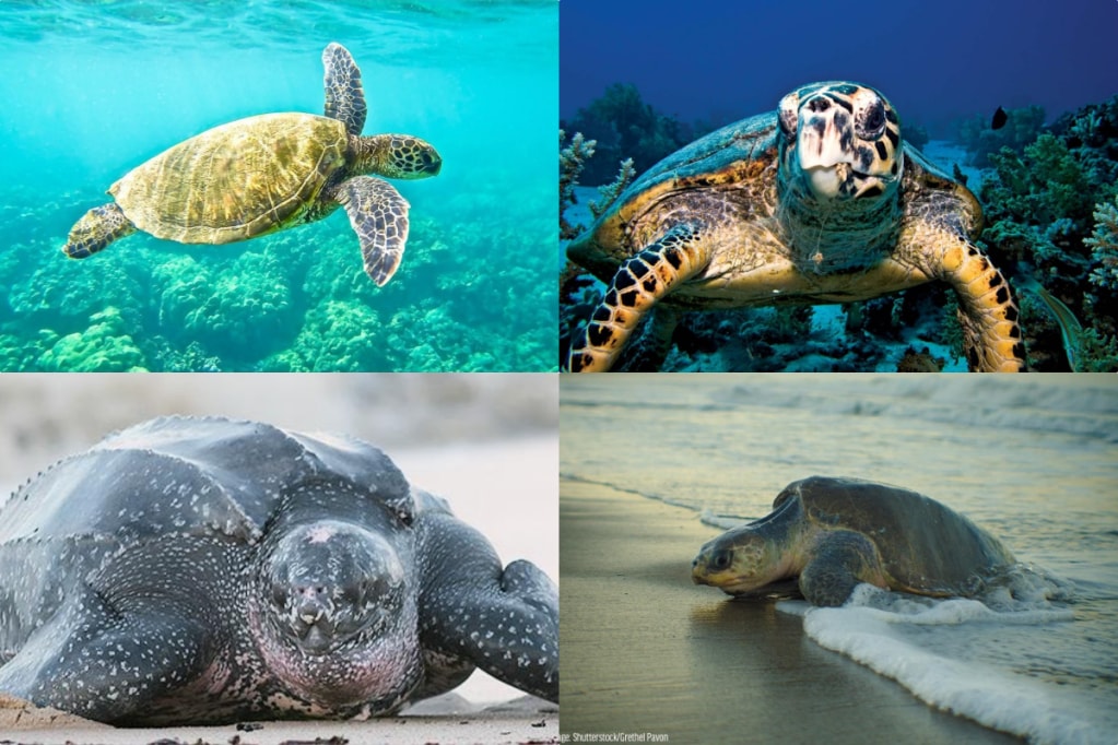 world turtle day, Green Sea turtle, Olive Ridley, Leatherback sea turtle, Hawksbill turtle sightings, local NGOs and communities turtles found in India world turtle day, Green Sea turtle, Olive Ridley, Leatherback sea turtle, Hawksbill turtle sightings, local NGOs and communities turtles found in India