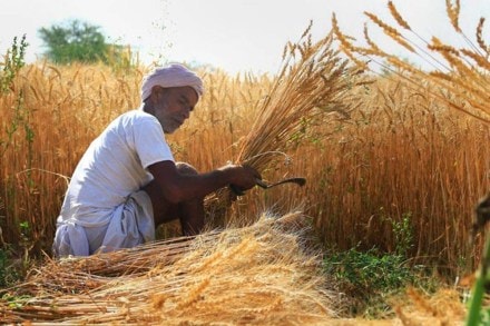 Punjab, Bihar, Gujarat, Telangana, Jharkhand, Kerala, Madhya Pradesh, Odisha, Tamil Nadu, Uttarakhand and Uttar Pradesh have surpassed their previous records in paddy sales to government.