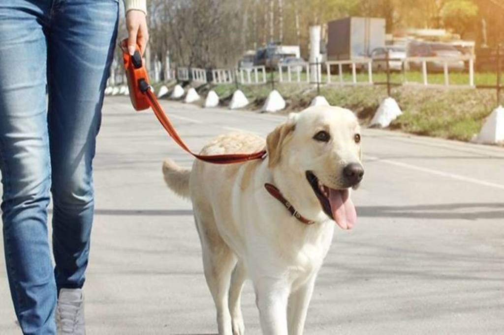 So far, these canine testers are being sent to communities that can become new Covid-19 hotspots. (Representative image)