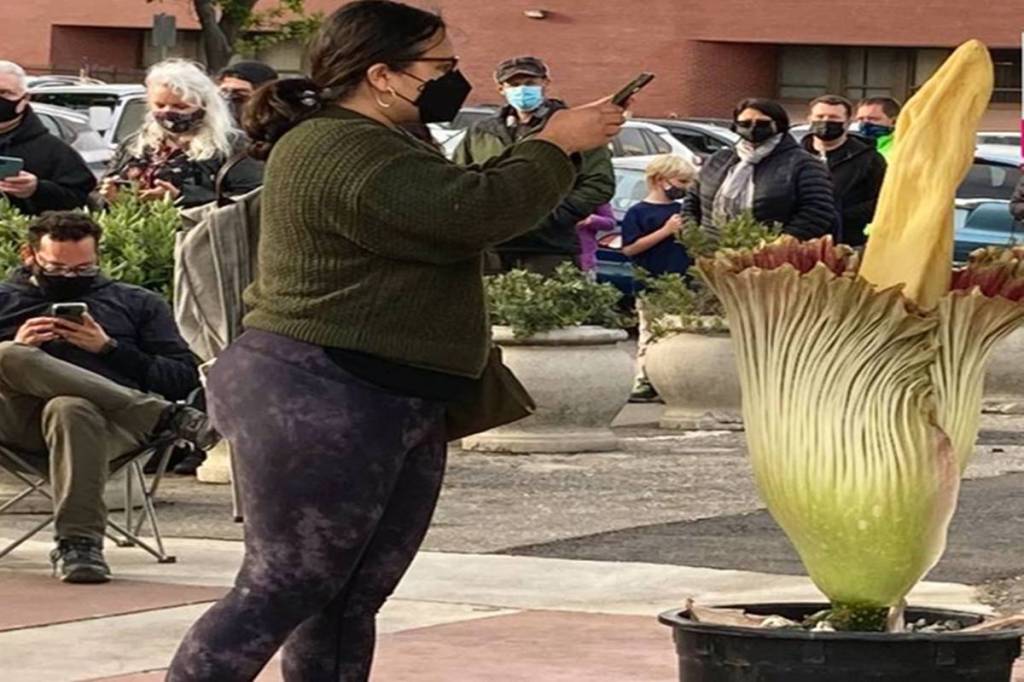 It is pertinent to note that the strong pungent smell is not regularly emitted from the flower. (Credit: Peter Hartlaub/San Francisco Chronicle via AP)
