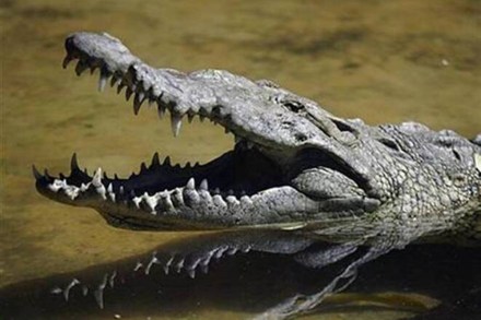 Out of the seven crocodiles, it was found that five of them developed moisture and bubbles in their eyes while eating while two others did not develop moisture in their eyes. Out of the seven crocodiles, it was found that five of them developed moisture and bubbles in their eyes while eating while two others did not develop moisture in their eyes.