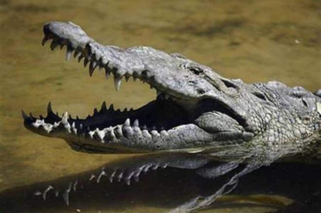 Out of the seven crocodiles, it was found that five of them developed moisture and bubbles in their eyes while eating while two others did not develop moisture in their eyes.