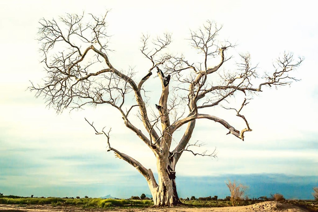 researchers measured emissions of carbon dioxide, methane and nitrous oxide from dead pine & bald cypress snags in five ghost forests on the Albemarle-Pamlico Peninsula in North carolina