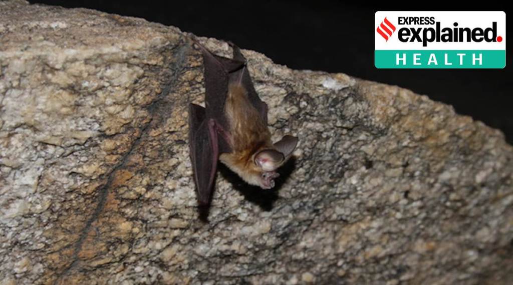 In India, large fruit-eating bats called Pteropus medius bats are thought to be the cause for the virus. (Representational image)