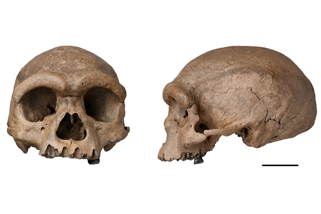 While Homo Sapiens, or modern humans, are the only ones in existence presently, there are many species of humans to have existed. (Image: Xijun Ni