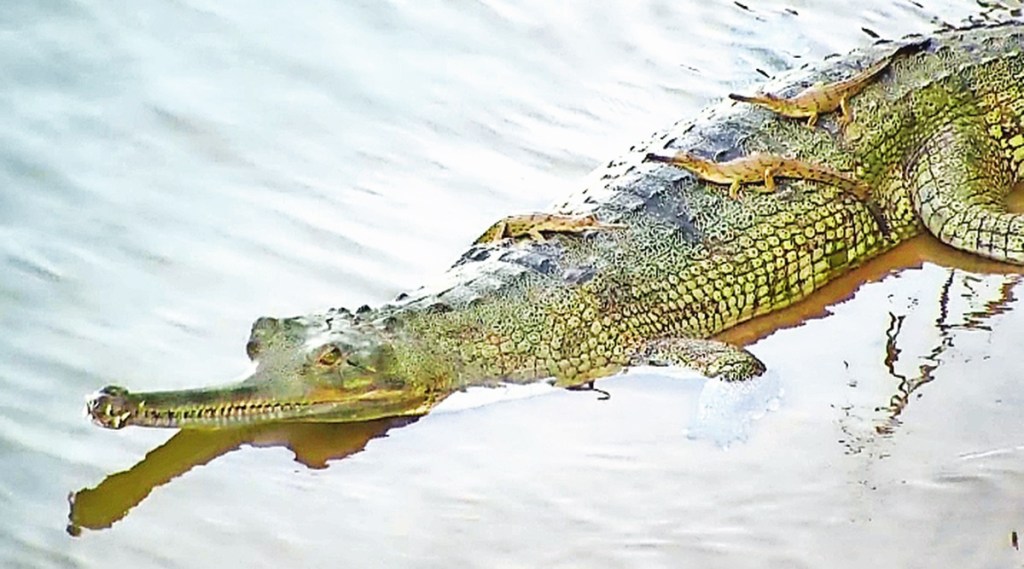 While eggs of gharials have an incubation period of 70 days, the hatchlings remain with the mother for several weeks or sometimes, months. (Image via IE)