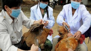 H10N3 bird flu in china
