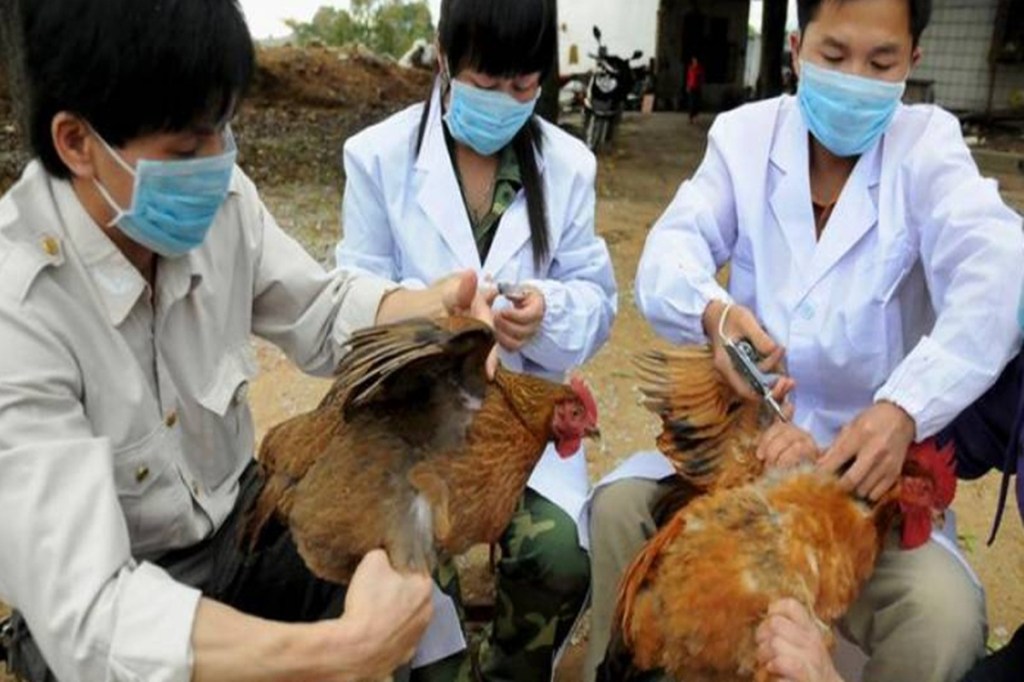 H10N3 bird flu in china