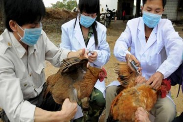 H10N3 bird flu in china
