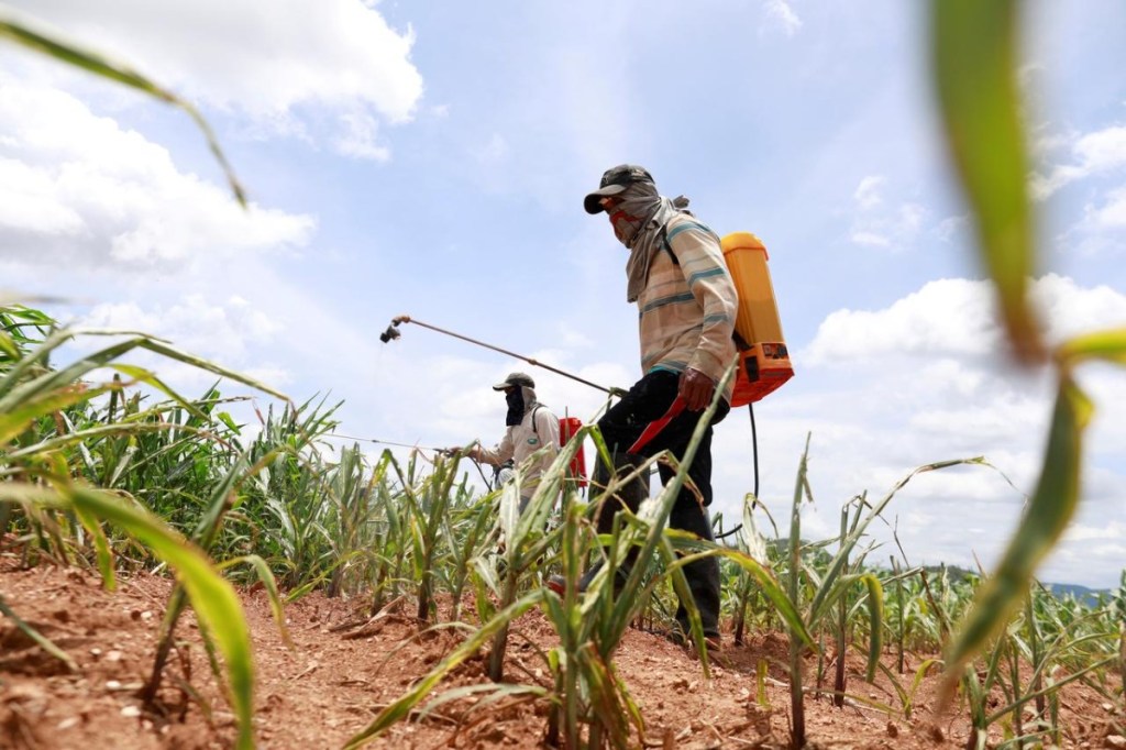 India Pesticides, IPO,