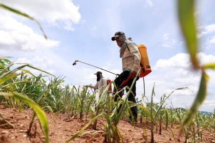 India Pesticides, IPO,