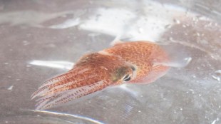 NASA baby squid