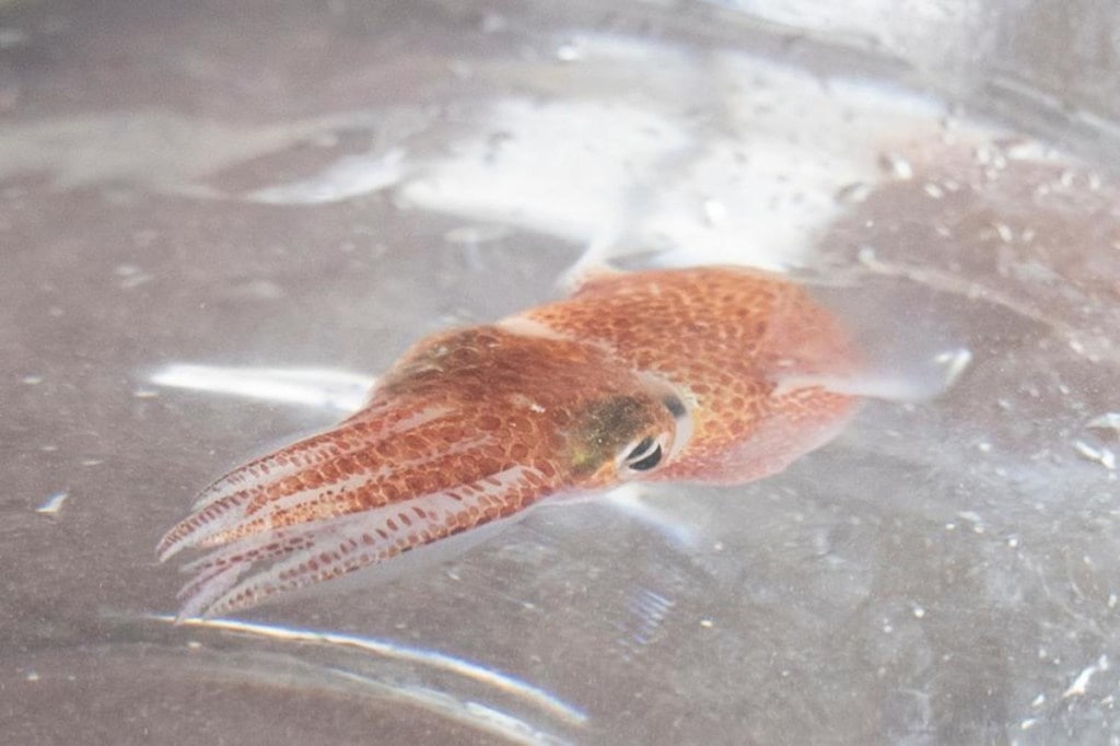 NASA baby squid NASA baby squid