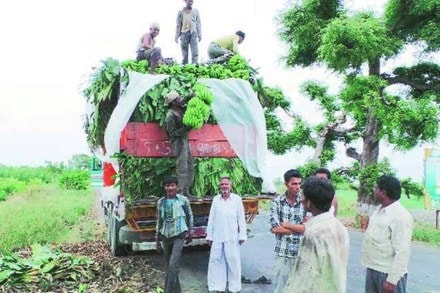 banana exports banana exports