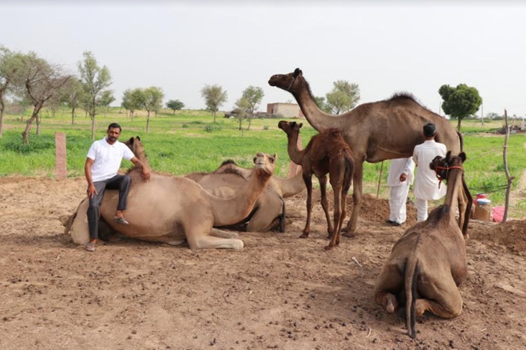 camel herders