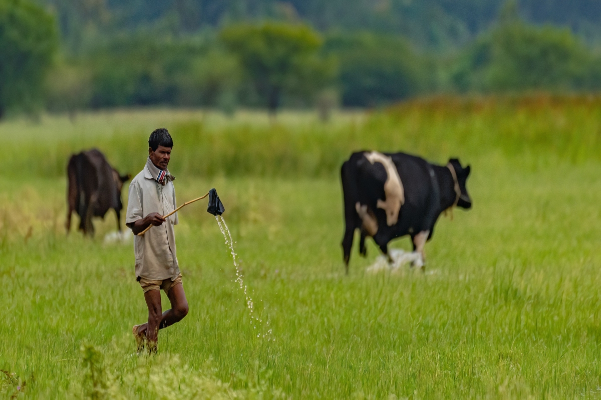 The premium to be paid by farmers is fixed at 1.5% of the sum insured for rabi crops and 2% for Kharif crops, while it is 5% for cash crops under PMFBY. The premium to be paid by farmers is fixed at 1.5% of the sum insured for rabi crops and 2% for Kharif crops, while it is 5% for cash crops under PMFBY.