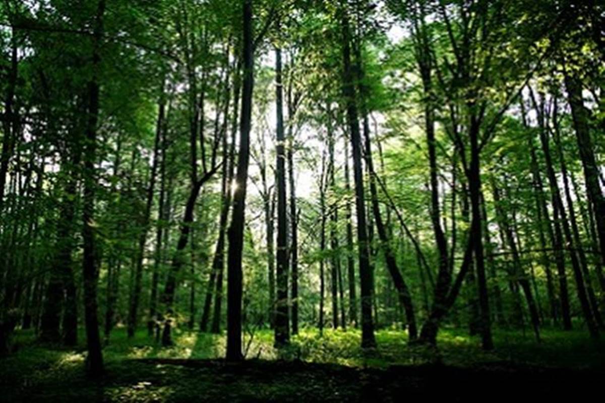 A key issue that has put fires at risk is the forest fires, which have been quite high since the beginning of the year A key issue that has put fires at risk is the forest fires, which have been quite high since the beginning of the year