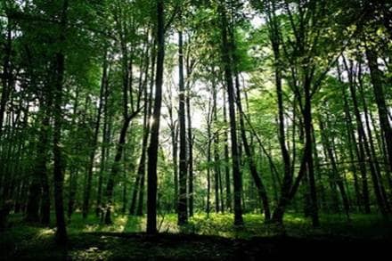 A key issue that has put fires at risk is the forest fires, which have been quite high since the beginning of the year
